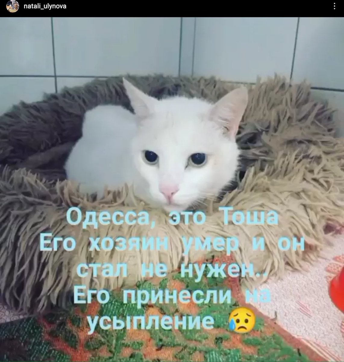 toris_epic's tweet photo. ОДЕСА, БЛАГАЮ У ВА�� РТ

Мені скинули це і я не знаю що робить. Це котик Тоша і його скоро усиплять. Тому ми маємо знайти йому сім'ю. Може, у когось ще немає киці, може, хтось шукає собі лагідного старенького? Ваші рідні, знайомі? Хоч хтось. Без цього його просто уб'ють. https://t.co/gE7zLwu90l