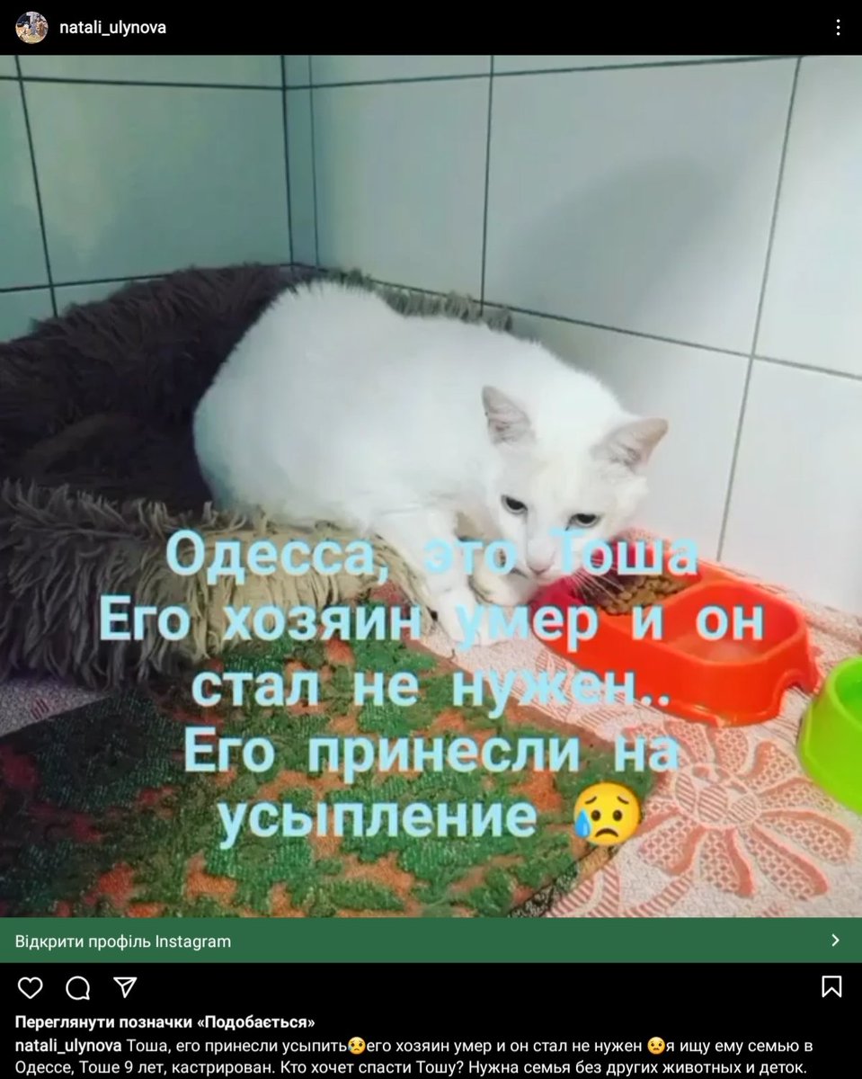 toris_epic's tweet photo. ОДЕСА, БЛАГАЮ У ВА�� РТ

Мені скинули це і я не знаю що робить. Це котик Тоша і його скоро усиплять. Тому ми маємо знайти йому сім'ю. Може, у когось ще немає киці, може, хтось шукає собі лагідного старенького? Ваші рідні, знайомі? Хоч хтось. Без цього його просто уб'ють. https://t.co/gE7zLwu90l