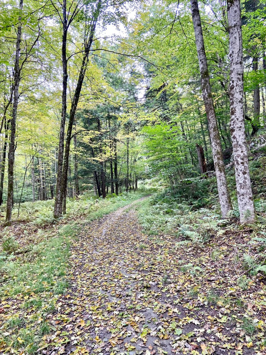 Some early hints of foliage were spotted in Randolph recently. What are you seeing where you are? Get outside to experience the first splashes of fall color and share your observations with #FindYourPeakVT!
<a href="/VermontTourism/">Vermont Tourism</a>  <a href="/VTStateParks/">Vermont State Parks</a>