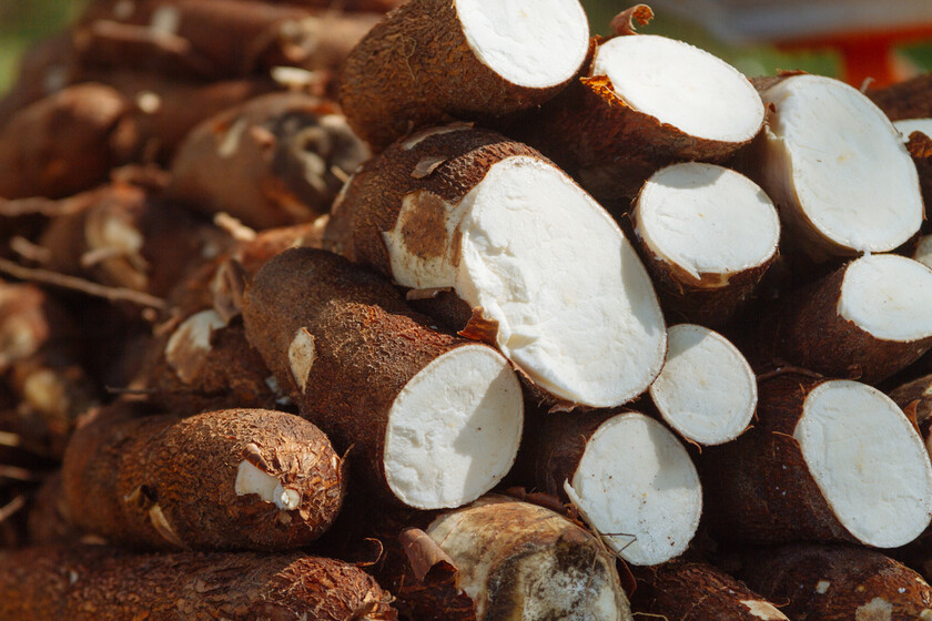 directopaladar's tweet photo. Yuca: propiedades y beneficios del tubérculo (y cómo utilizar el ingrediente en la cocina) https://t.co/GsdqrQzCu6 https://t.co/w9mvLE5ZWP