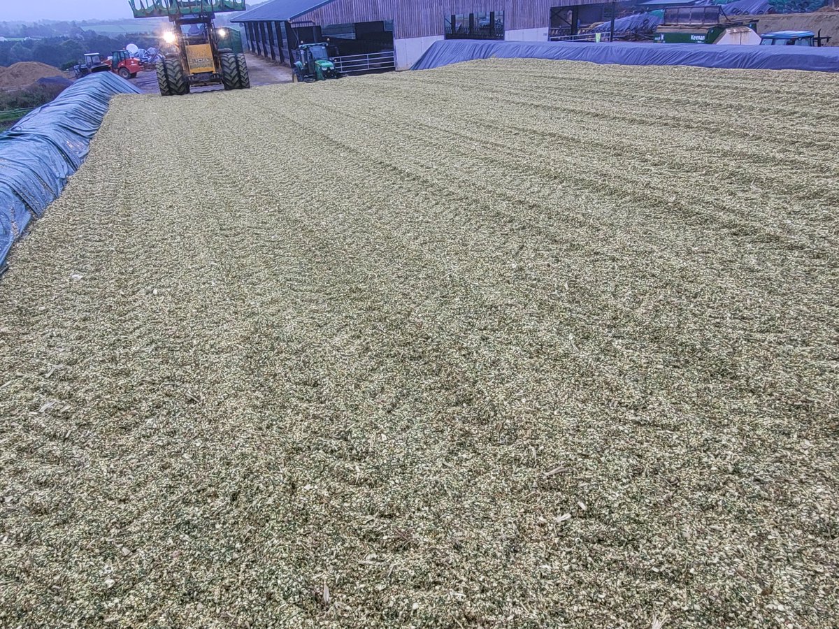 What a maize clamp looks like with a savage Loader man👌