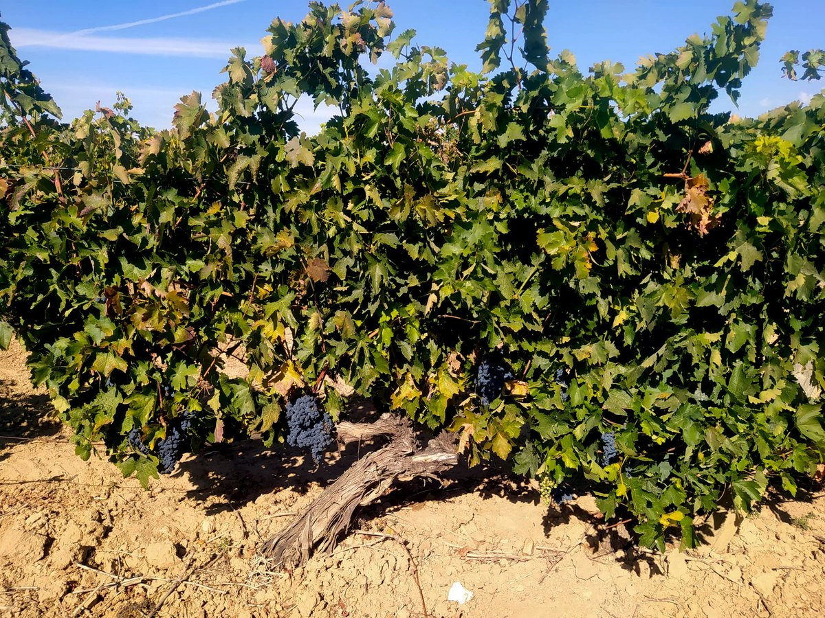 visostec's tweet photo. Ya ha comenzado la #vendimia en @cvsolterra, colaborador del proyecto #visostec del @ITACYL. Aquí evaluamos el efecto de distintas cargas de cosecha como factor biótico en las enfermedades de madera y sobre las cualidades organolépticas del vino https://t.co/ofxwnSDRk6