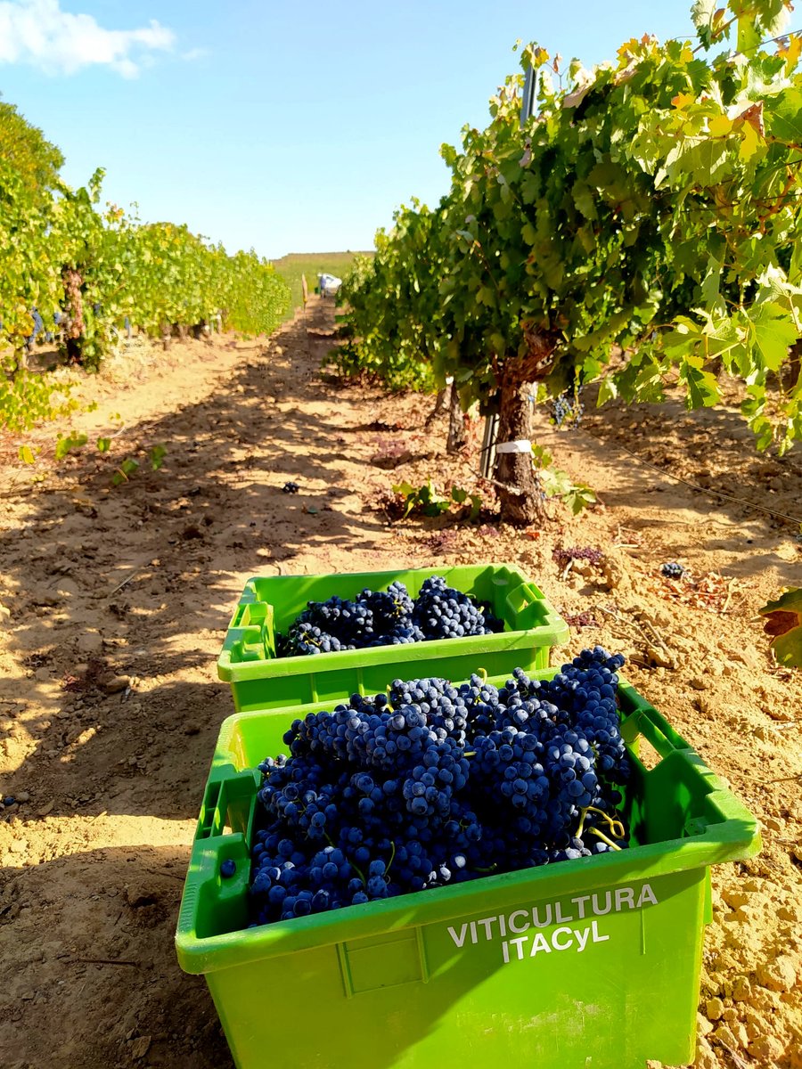 visostec's tweet photo. Ya ha comenzado la #vendimia en @cvsolterra, colaborador del proyecto #visostec del @ITACYL. Aquí evaluamos el efecto de distintas cargas de cosecha como factor biótico en las enfermedades de madera y sobre las cualidades organolépticas del vino https://t.co/ofxwnSDRk6