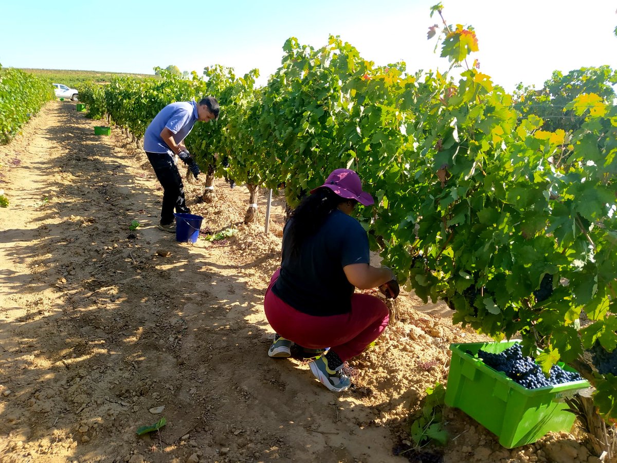 visostec's tweet photo. Ya ha comenzado la #vendimia en @cvsolterra, colaborador del proyecto #visostec del @ITACYL. Aquí evaluamos el efecto de distintas cargas de cosecha como factor biótico en las enfermedades de madera y sobre las cualidades organolépticas del vino https://t.co/ofxwnSDRk6