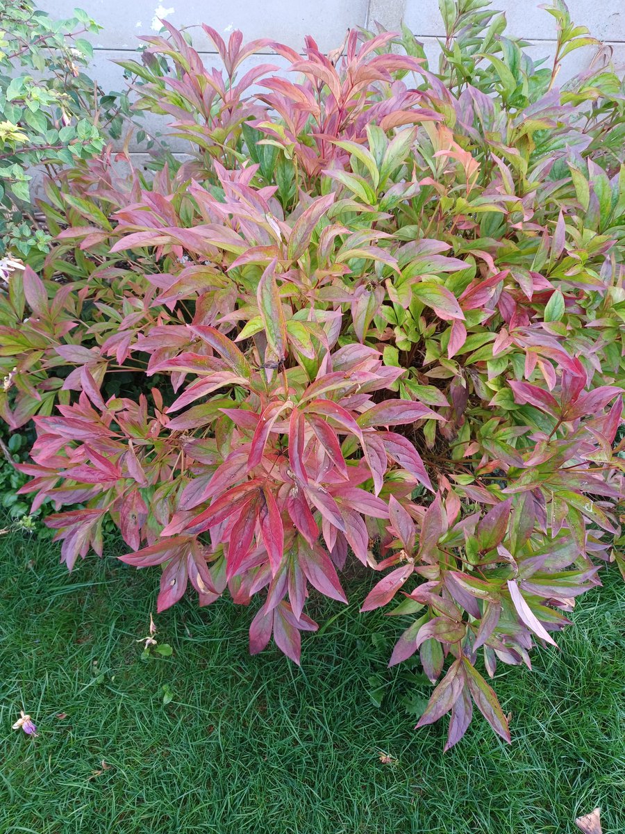 Loretta Livingstone tweet media