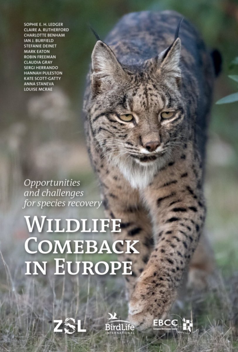 Mark_A_Eaton's tweet image. Delighted to have represented @_EBCC in the production of @RewildingEurope’s new report, “Wildlife Comeback in Europe” alongside @BirdLifeEurope &amp;amp; @OfficialZSL #ConservationOptimism read it here… rewildingeurope.com/wp-content/upl…