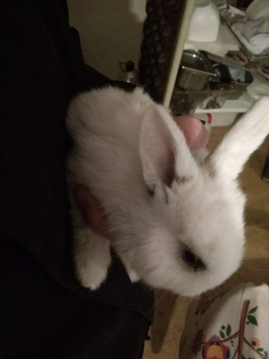 🌾 Mirko 🌾 tweet media