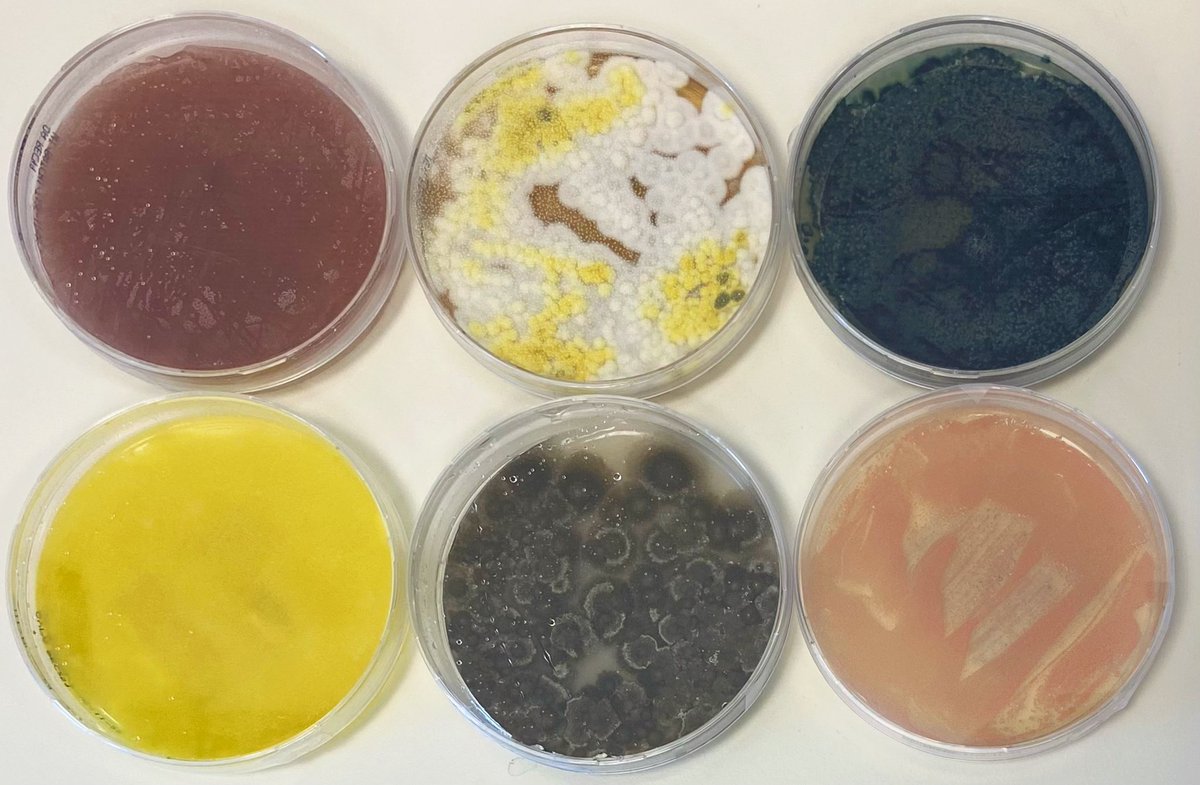 Yanfang_WI's tweet photo. Preparing for the #UtrechtScienceWeek 
Come and join us to find out what fungi die/dye for!!🍄

When: 2 October

Where: Westerdijk/Hubrecht Institute – Plaza

@_Westerdijk_ @JCollemare https://t.co/L6jxVtx28C