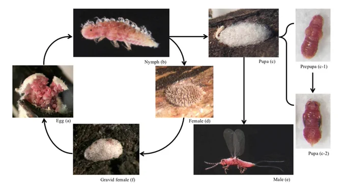 females grow a big wax shield and hang out on branches drinking sap and males turn into a tiny flying guy 