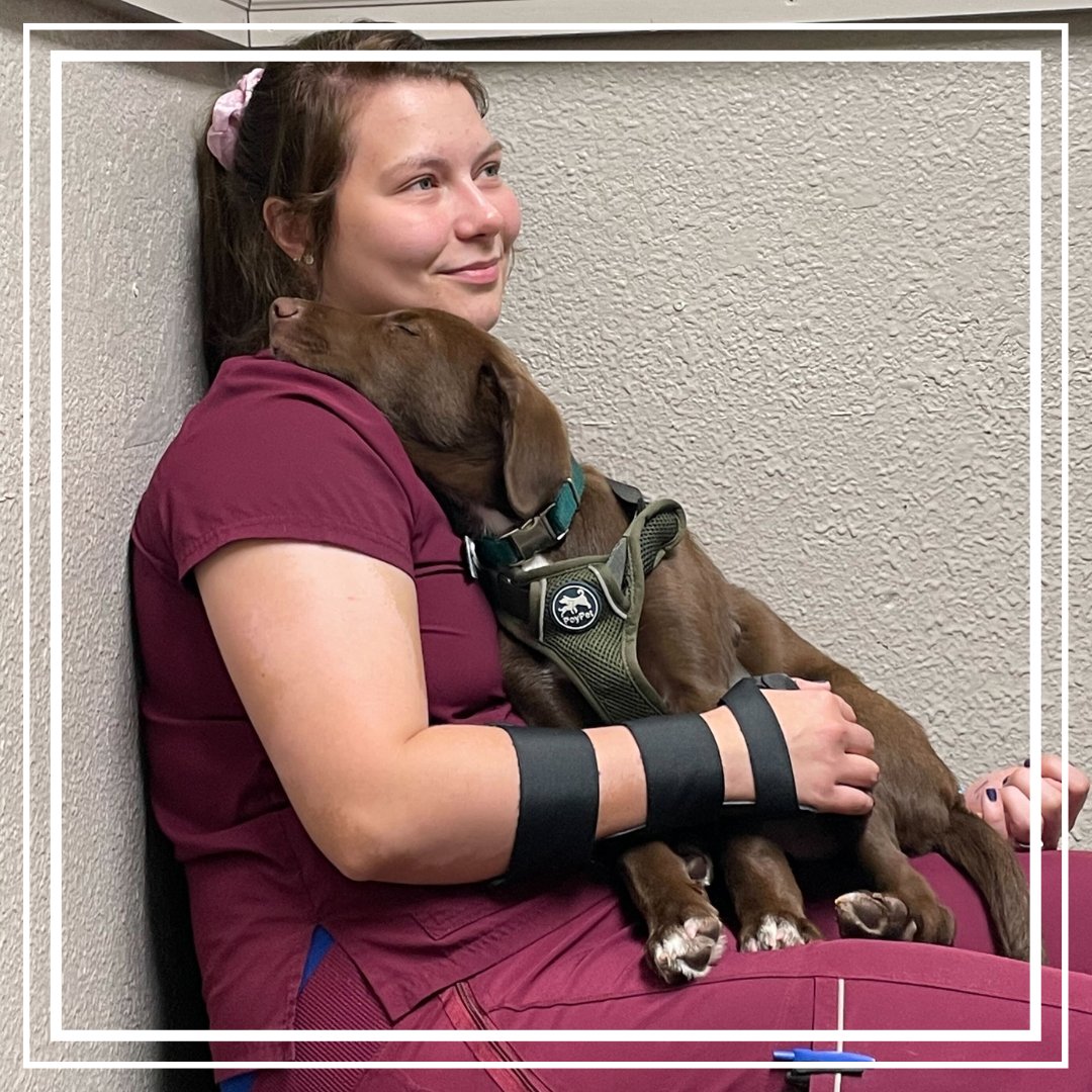 BothellPetHosp's tweet image. Gus taking a nap on Abi after a “ruff” nail trim. An important part of our care is the quiet moments we spend with our patients. #bothellpet #bothell #puppy #dogsofbothell #weloveourclients #weloveourstaff #vettechs #vetlife