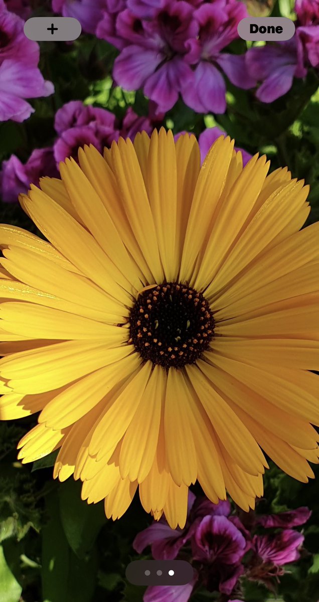 Ahead of the game, I changed my phone background yesterday to my favourite natural (no filter) photo I've ever taken 🌼

Music definitely transports me to times &amp; places I remember, and living rural I am spoilt by the wonders of nature #mhawnz