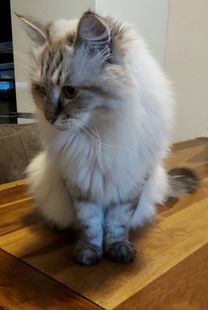 thehairycats's tweet photo. No, I don't want to look into the camera. #Casper #NotYourInstaModel https://t.co/TuVl7PjTWJ