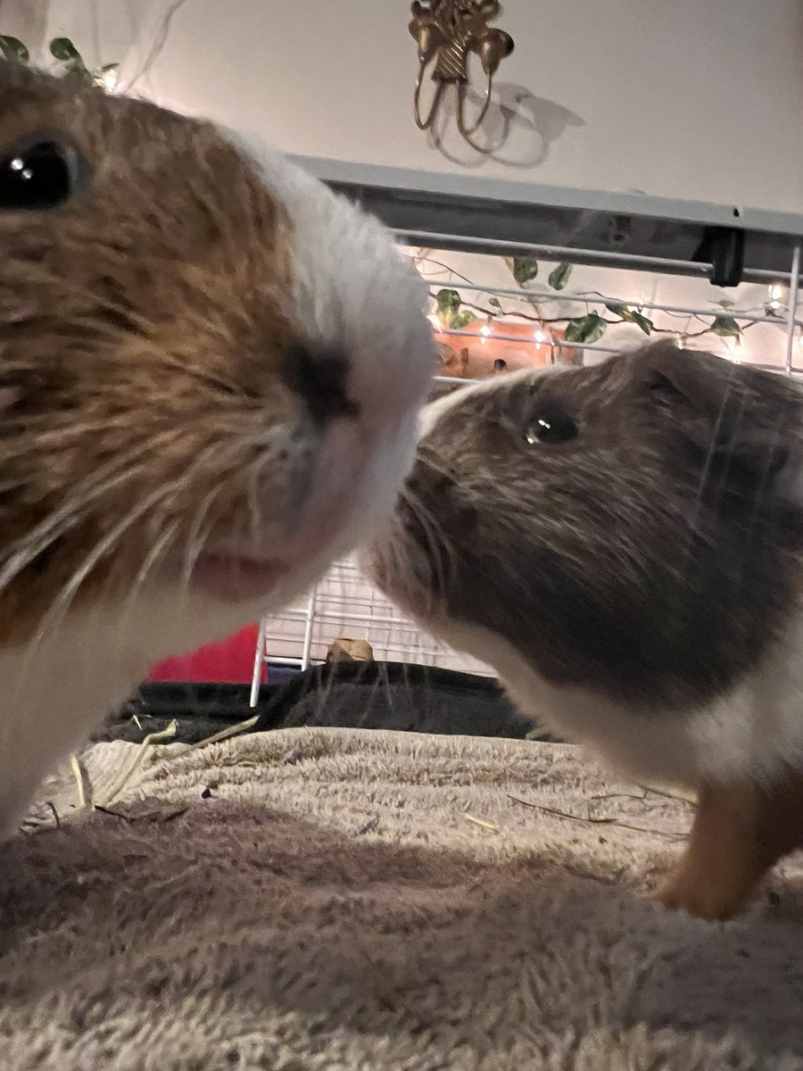 TheGuineapigjournal tweet media