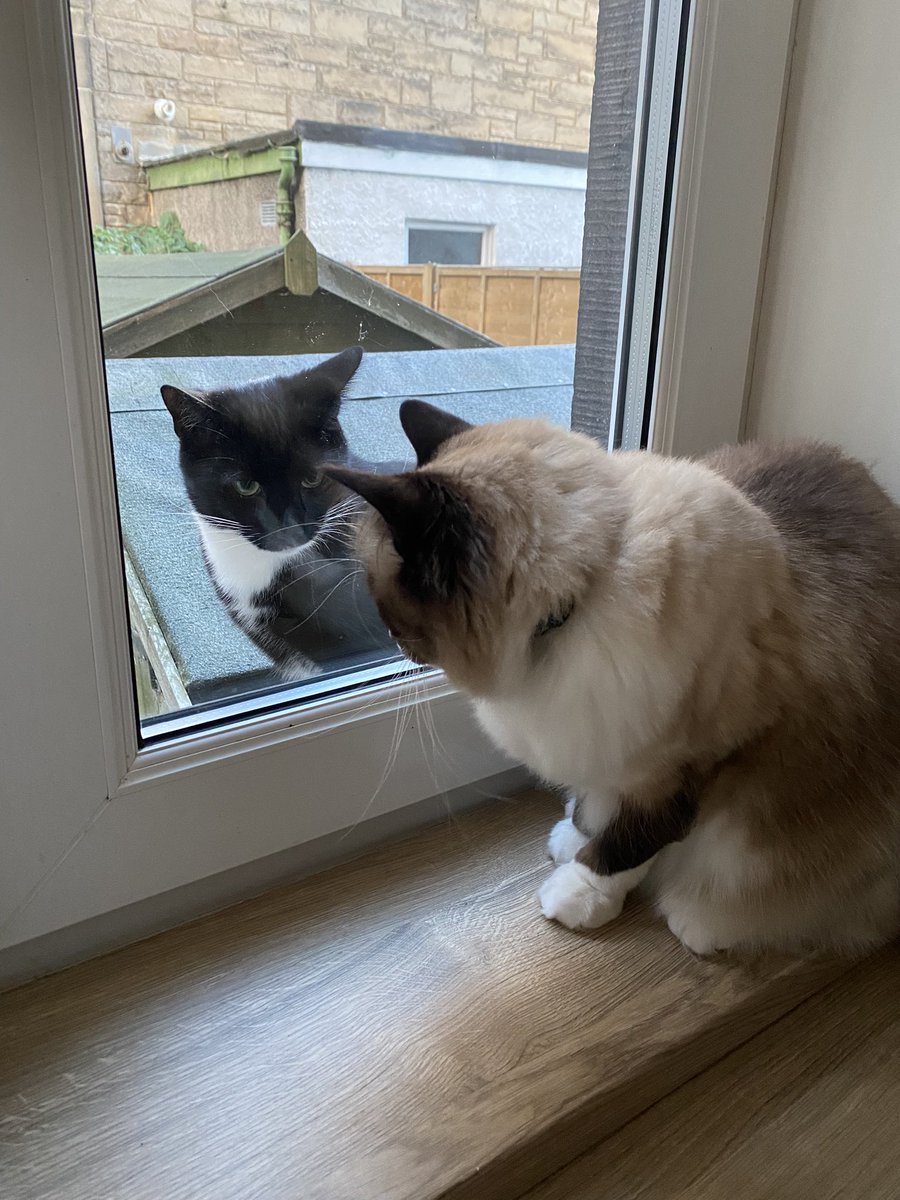 ClaireCGalloway's tweet photo. Serious neighbourhood boundary negotiations going on here https://t.co/rpkyB2L9aO