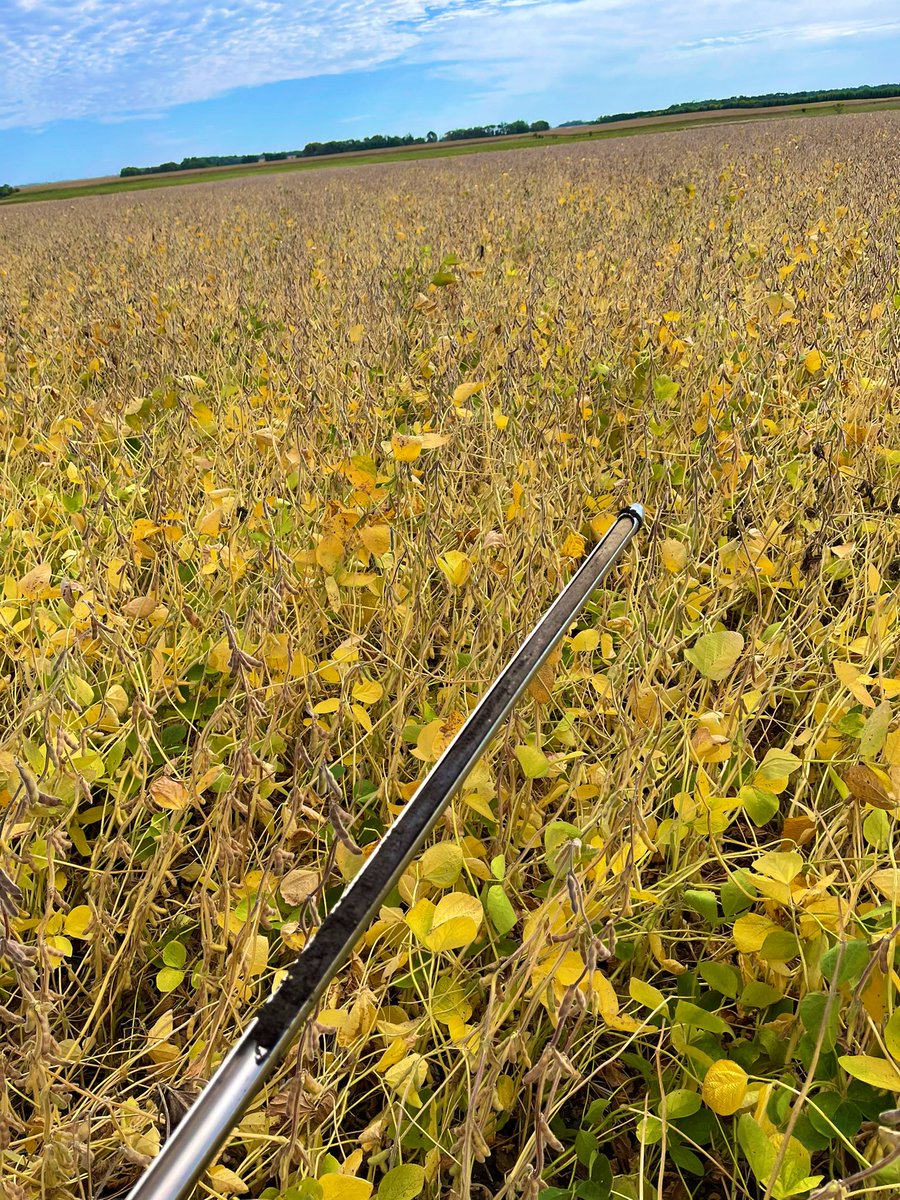 #soybean #soil sampling before #havest22 in #brookings #SouthDakota