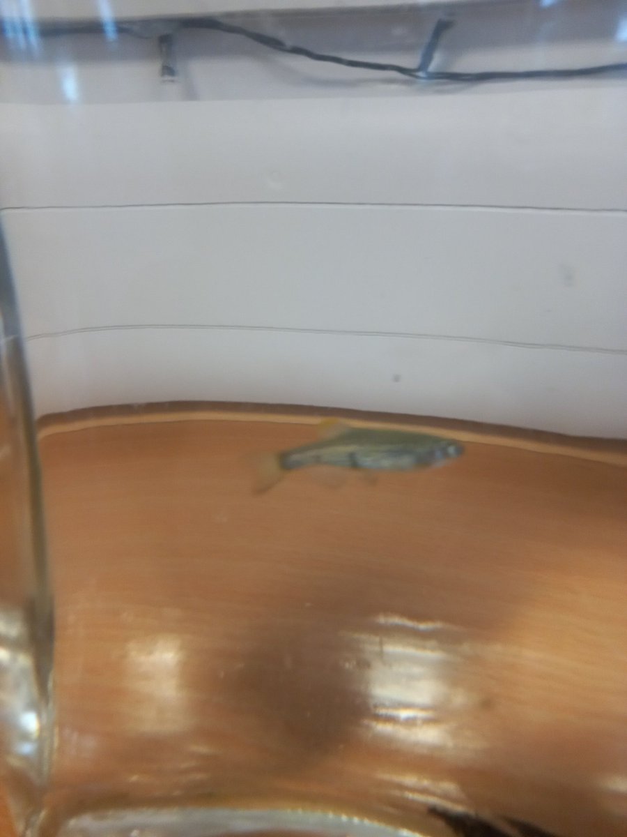 The newest member of our #wellbeinghub is this little guy...and he can't wait to move into his new house tomorrow and meet his fishy friends #pets #wellbeing #mentalhealth
