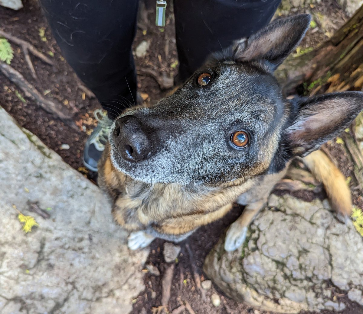 MindYourself_A's tweet photo. We did the #worldslargestpetwalk at Warsaw Caves Conservation Area in #Ontario. I love that you can do any distance from anywhere! See you all next year! 
@petpartners https://t.co/hXTtp5UmVO