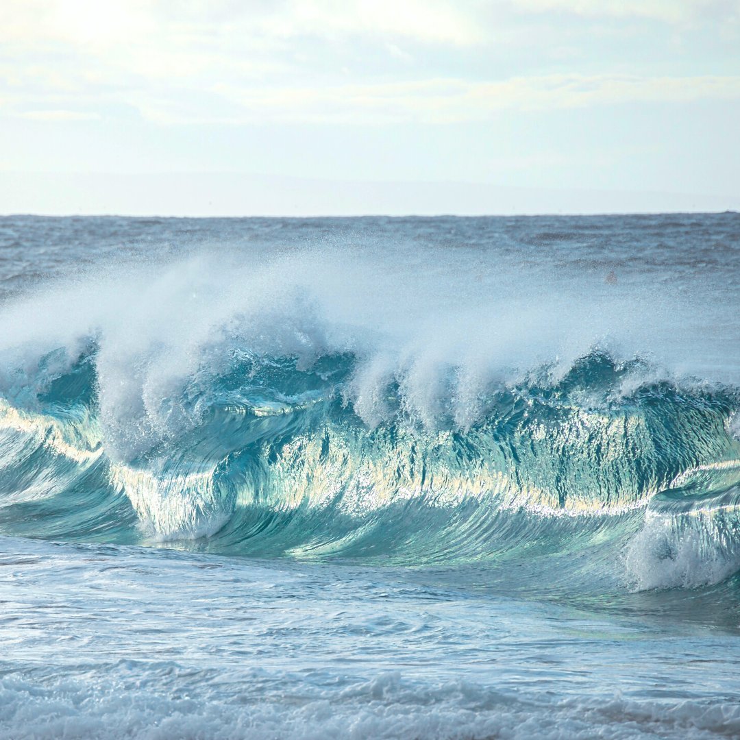 GumboCoastal's tweet image. As #HurricaneSeason &amp;amp; #SeaTurtleNesting season overlap, hatchlings may wash back to shore due to rough seas.

If you find hatchlings, call: 5612128691 or place them in a shaded, dry container &amp;amp; bring them to the hatchling cooler at the nature center. For eggs, call 5612121900.