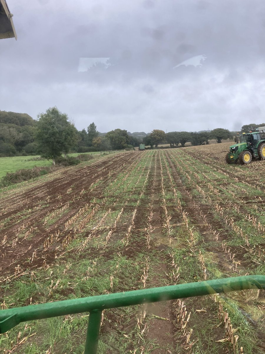 JamesWhatty's tweet photo. Grass under-sown thin but all there. Consistent so should grow away in the next month. #harvestlab showing 40t/ha #notshabby https://t.co/6wlYfRuuNG