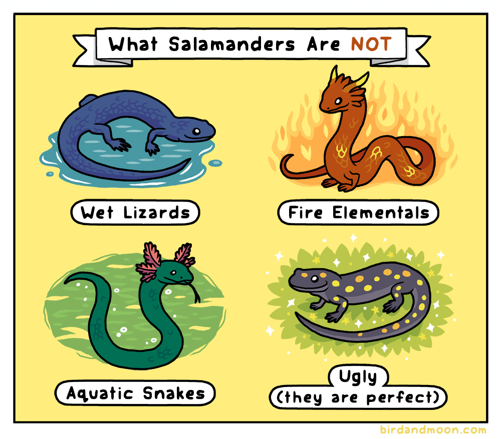 RosemaryMosco's tweet photo. Salamanders! I made this comic for @Blackmudpuppy's upcoming book Moistly Harmless (https://t.co/G6jLhkm6Ix). https://t.co/LLTCpyP6fv