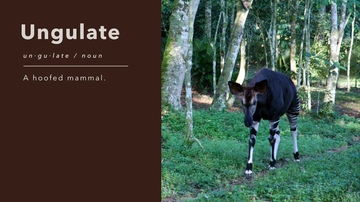 Ungulates are typically herbivorous mammals and quadruped (four-legged/footed). They can be even or odd-toed. Other examples of ungulates include horses, bison, giraffe, rhinoceros and tapir.  #okapi #okapiconservation #endangered