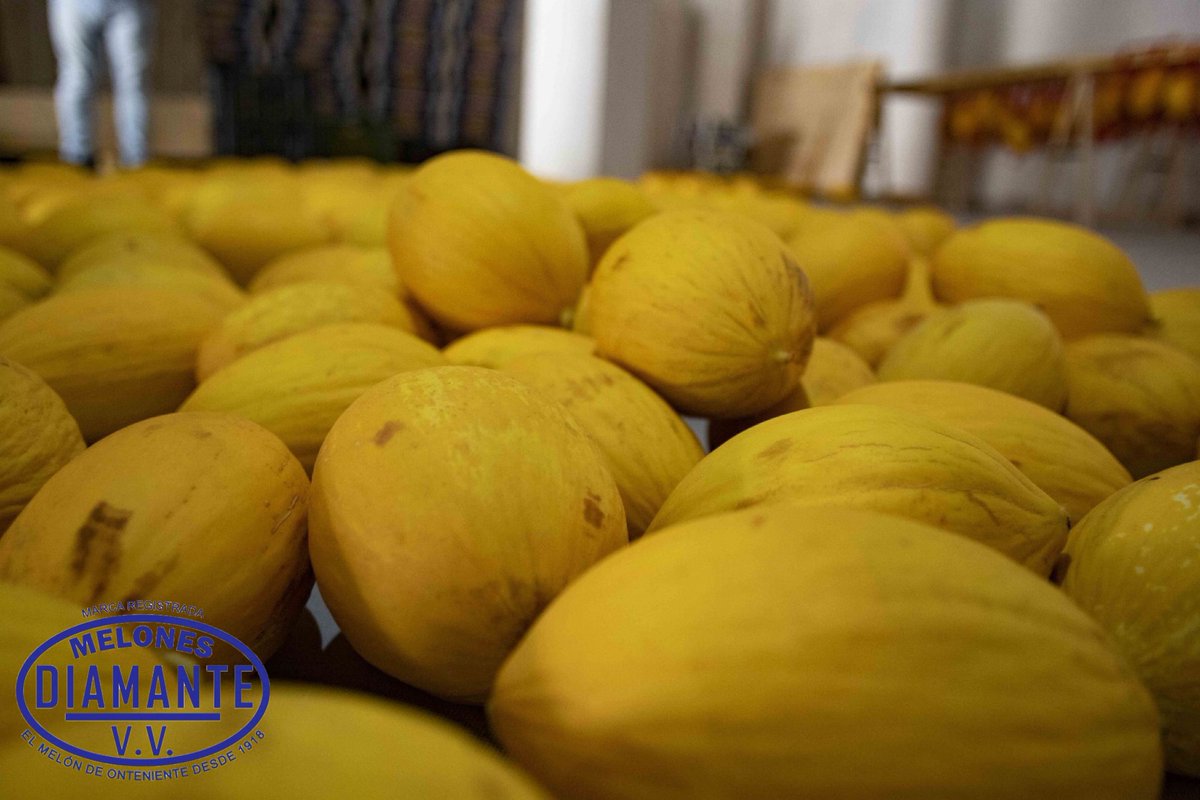 MelonesDiamante's tweet photo. Naturalmente 🍈.
Conservados sin cámara como se practicaba antaño. Recordando ese sabor olvidado en el tiempo ⏳😋.
📥Info@melonesdiamante.com
#melonesdiamante #melonamarillo #melondeonteniente #cocinamediterranea #melonesdiamante #melondesecano #artesaniadefruta #tradicion https://t.co/wpiFsl80Tx