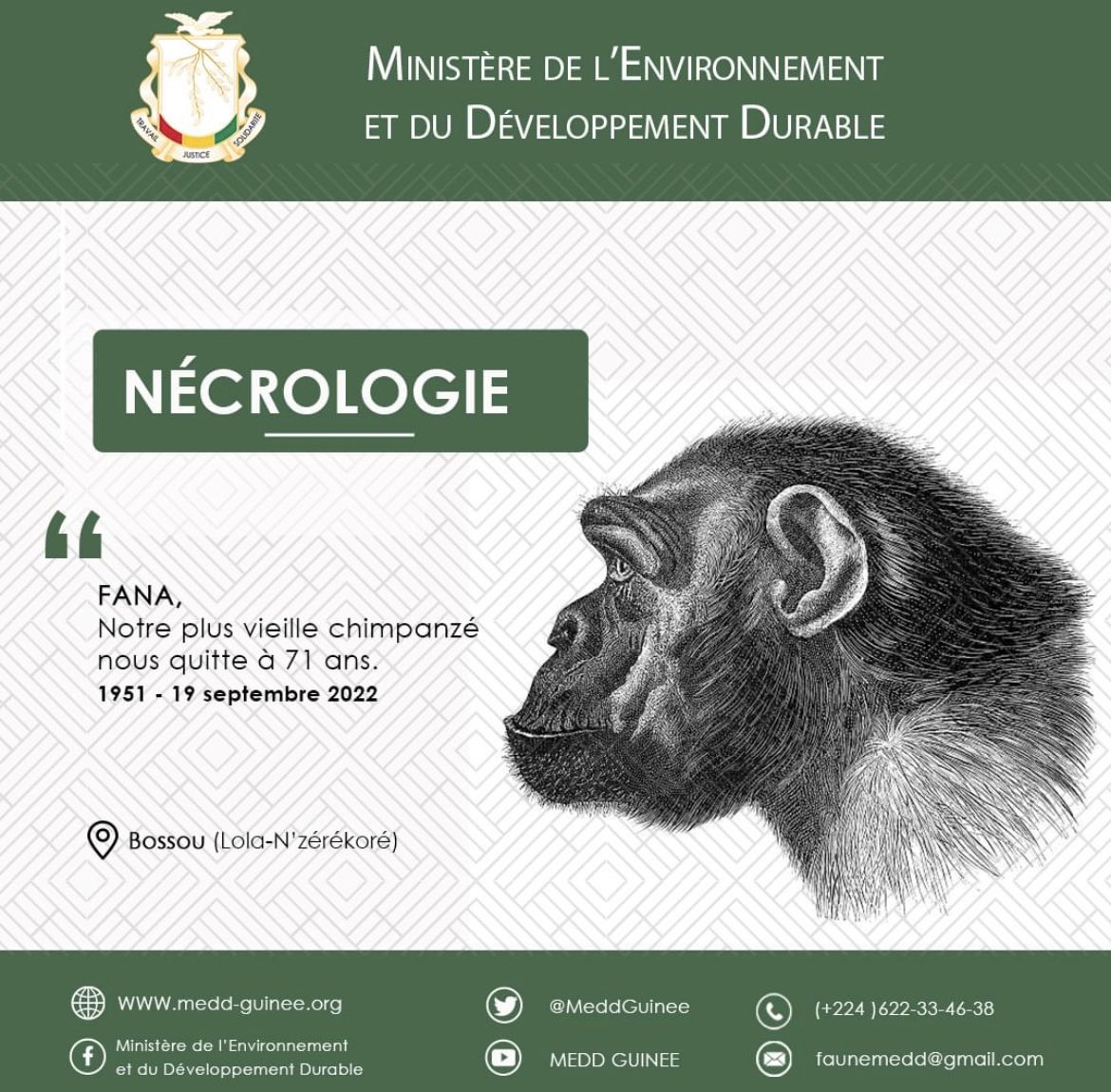 bahoro09's tweet photo. En #Guinée, la plus vieille chimpanzé est morte à l'âge de 71 ans. Une annonce faite par le Ministère de l'Environnement et du Développement Durable. FANA, c'est son nom, vivait dans la prefecture de Lola à Nzérékoré dépuis 1951. #BrandingAfrica #NationBranding #Bossou https://t.co/hRk3JHEHnU