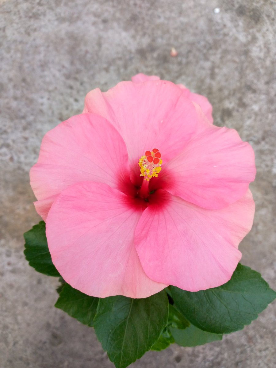 জীবনে বেশি কিছু চাই না ভাল একটা বন্ধু হলেই হবে