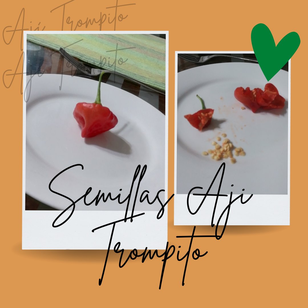 Sabías que las semillas del ají trompito no se tienen que secar antes de sembrar?
En la mayoría de frutos como el ají, tomate, berenjena o pimentón, se pueden sembrar recién cosechadas, sin ningún tratamiento especial, el único requisito es que el fruto madure bien en la planta.