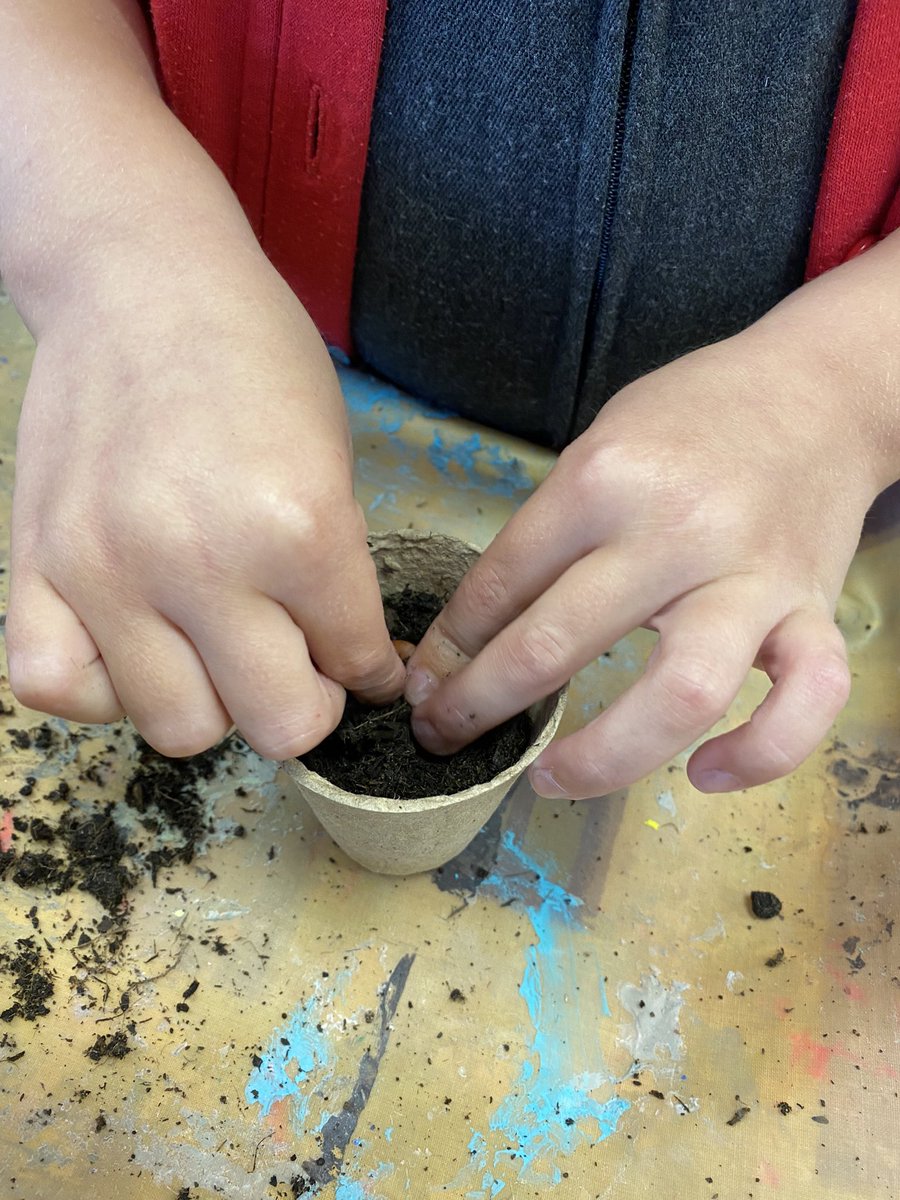 Otters_MP's tweet photo. Planting beans and tracking their growth throughout our science topic 🫘🪴 https://t.co/DbwbfuMFcu
