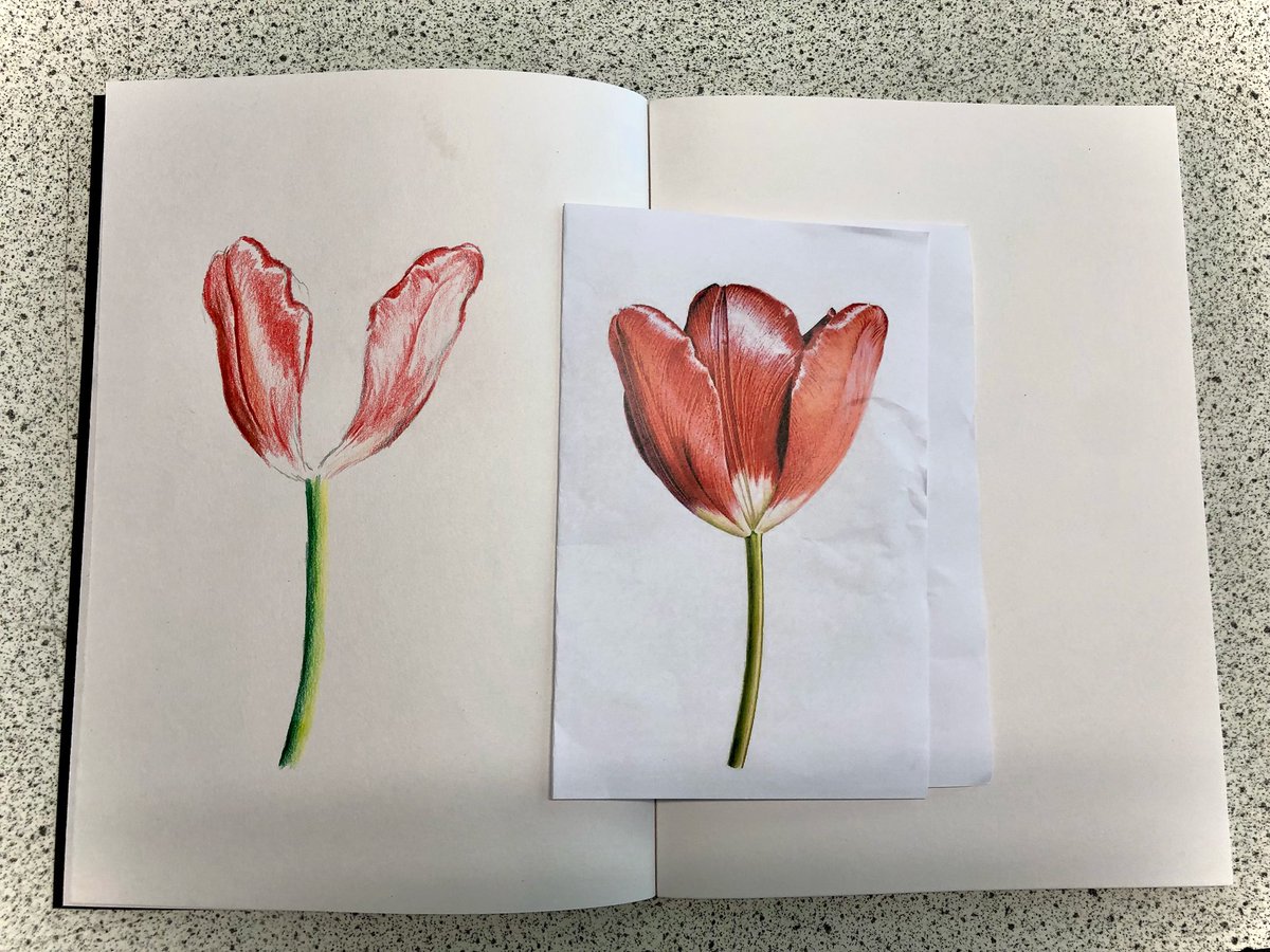 misswoolley_art's tweet photo. Demonstration sketches to introduce year 7s to coloured pencils, using Rory McEwen as our artist inspiration in the ‘natural forms’ theme🌷🌹
#naturalformsart #artteaching🎨 #teacherdemo https://t.co/rE14zEPEBR