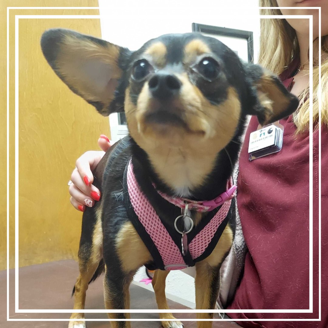BothellPetHosp's tweet image. Sweet little Poppy, it's going to be okay. We will take good care of you. #bothellpet #bothell #dog #woof #dogsofseattle #weloveourclients