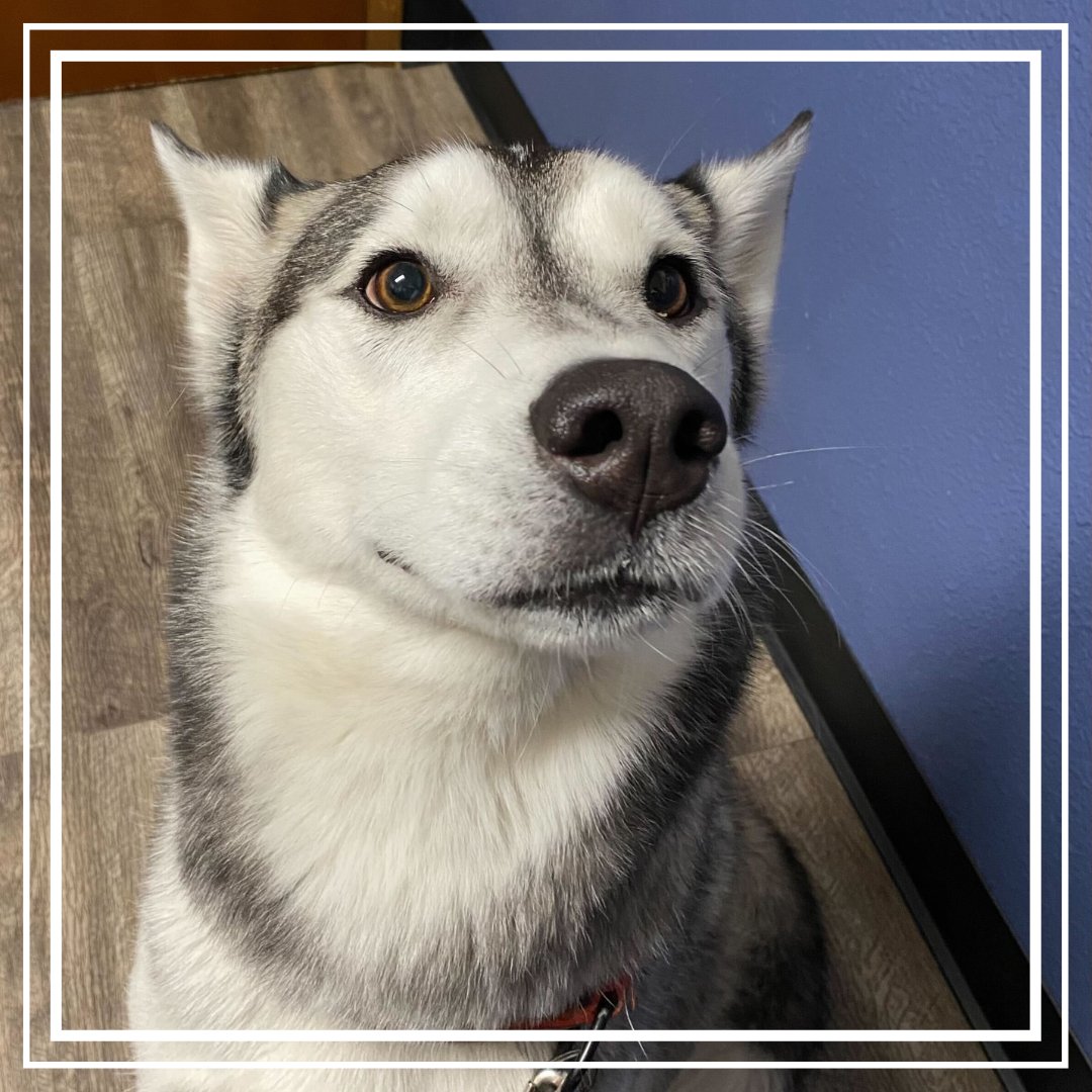 BothellPetHosp's tweet image. Well, hello there handsome Finn! #bothellpet #bothell #dogsofbothell #woof #weloveourclients #husky