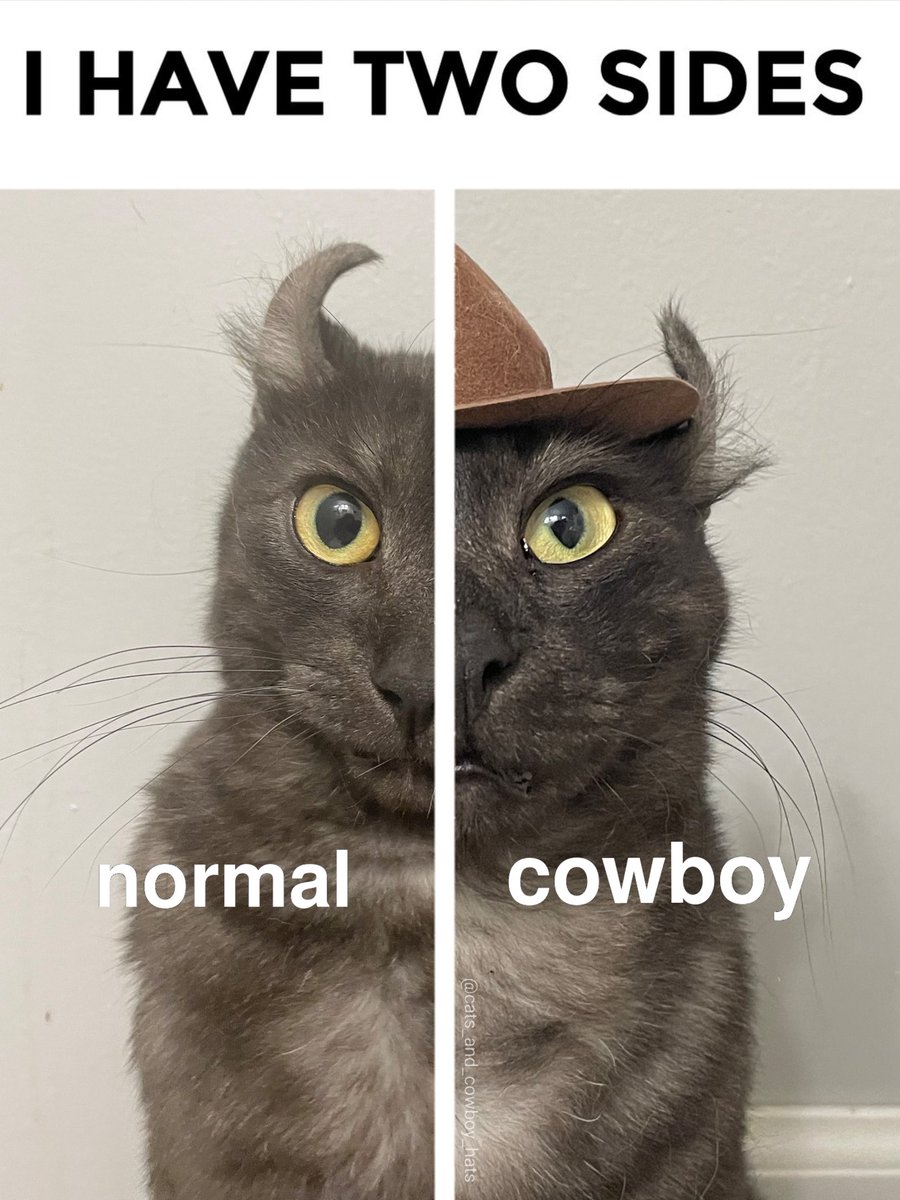 CowboyCats's tweet photo. https://t.co/6plRYEDKRJ