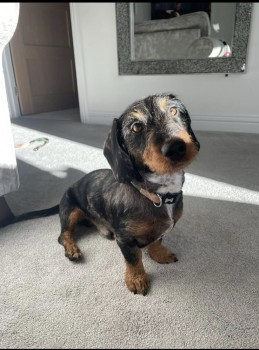 millypod1's tweet photo. ELVIS HOME SAFE. THANKS FOR RT's 😊🐕🐾
Reunited Video: https://t.co/6BVLRtkN9X
🆘25 SEPT 2022 #Lost ELVIS
Dachshund Cross Male #SausageArmy
#Leybourne #Kent #ME19
Went missing from his garden 25.09.22 around 1pm
SIGHTINGS PLZ**
https://t.co/ts9D3Tmz34 https://t.co/uNCb2lmnmU