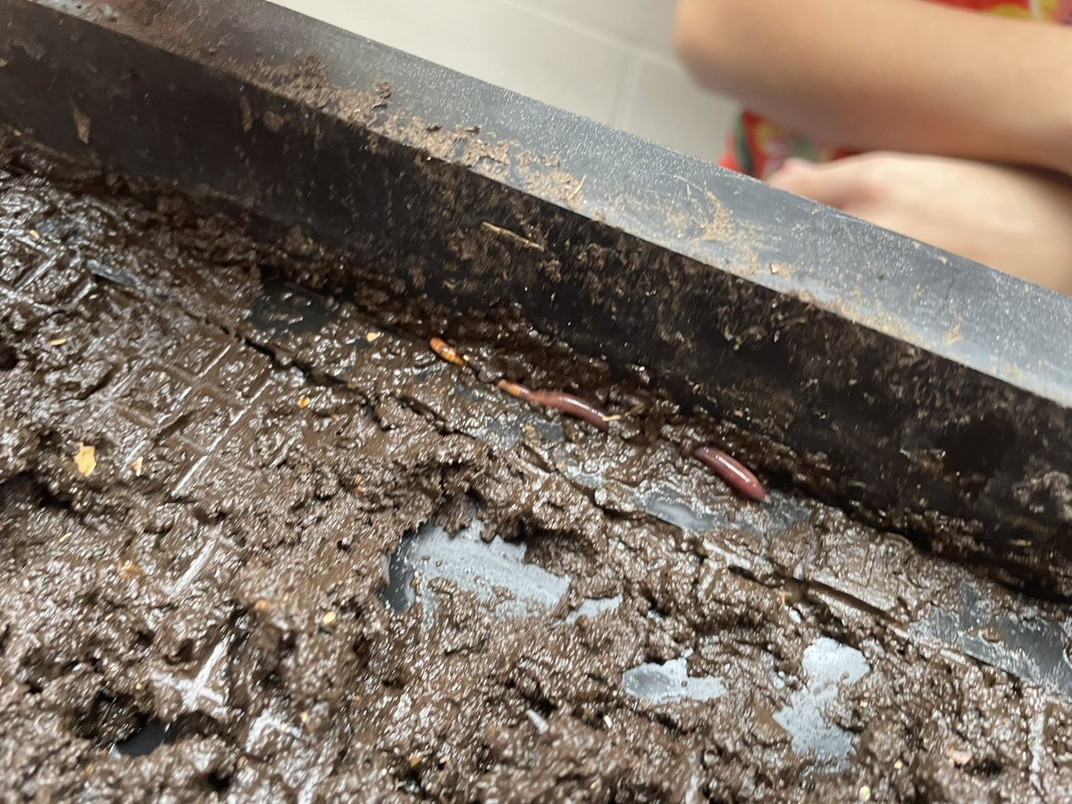 florianetsering's tweet photo. Thanks to Linda Cunningham for providing Ecoclub with great ideas and materials !! We did our first worm harvest and are getting started on a few campaingns #goospaper #wastefreelunches @StPeterOCSB @EcoSchoolsCAN https://t.co/w4bOveBQ2I