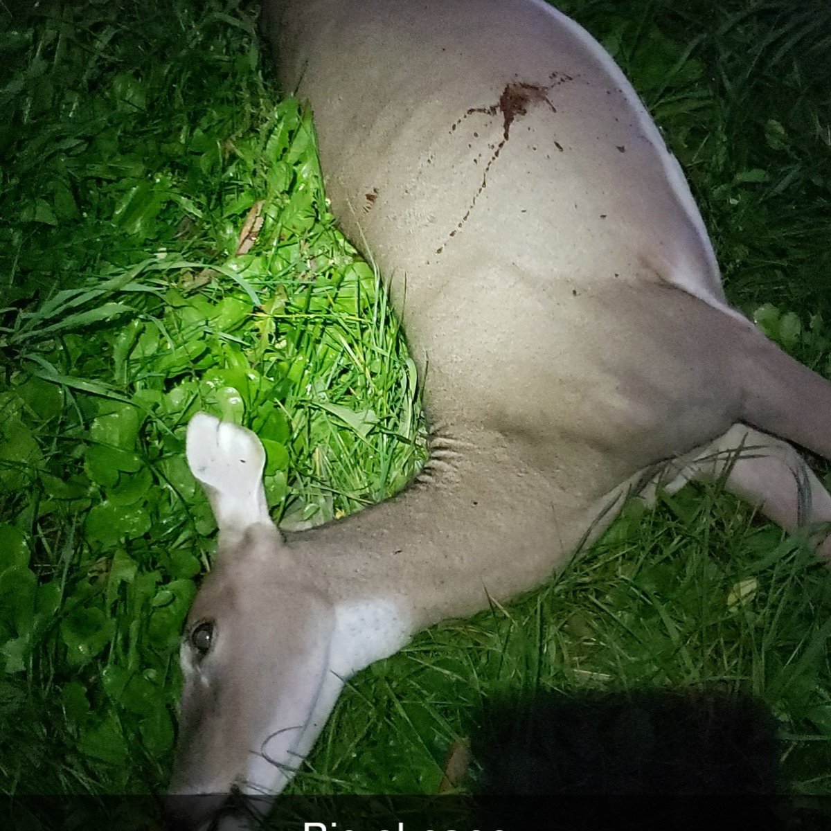 TPCCbrady's tweet photo. @cjschlaudy That makes 2 less deer in Becker county https://t.co/Ot5IGccSFV