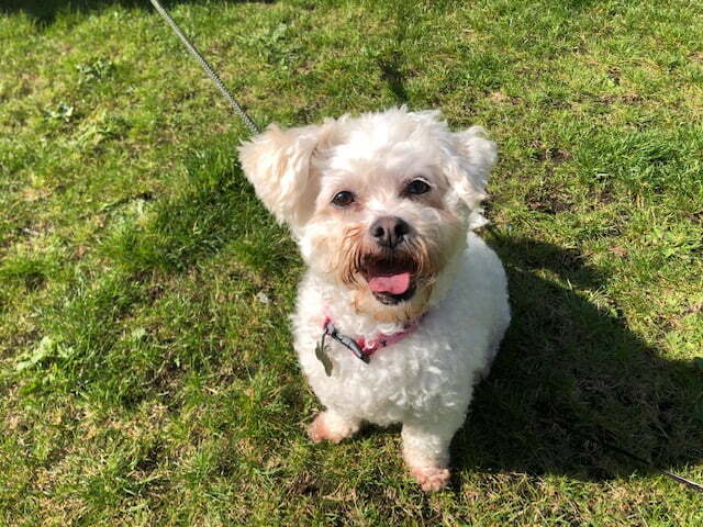 Animal Adoptions UK 🐕‍🦺🐈🐎❤️ tweet media