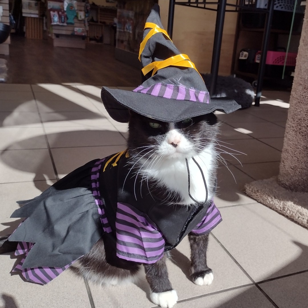 OneSpoiledKitty's tweet image. Halloween costumes for cats in Winnipeg 🐈 🎃 Store kitty Ninja modeling 🧙‍♀️ #Winnipeg #catstore #onespoiledkitty