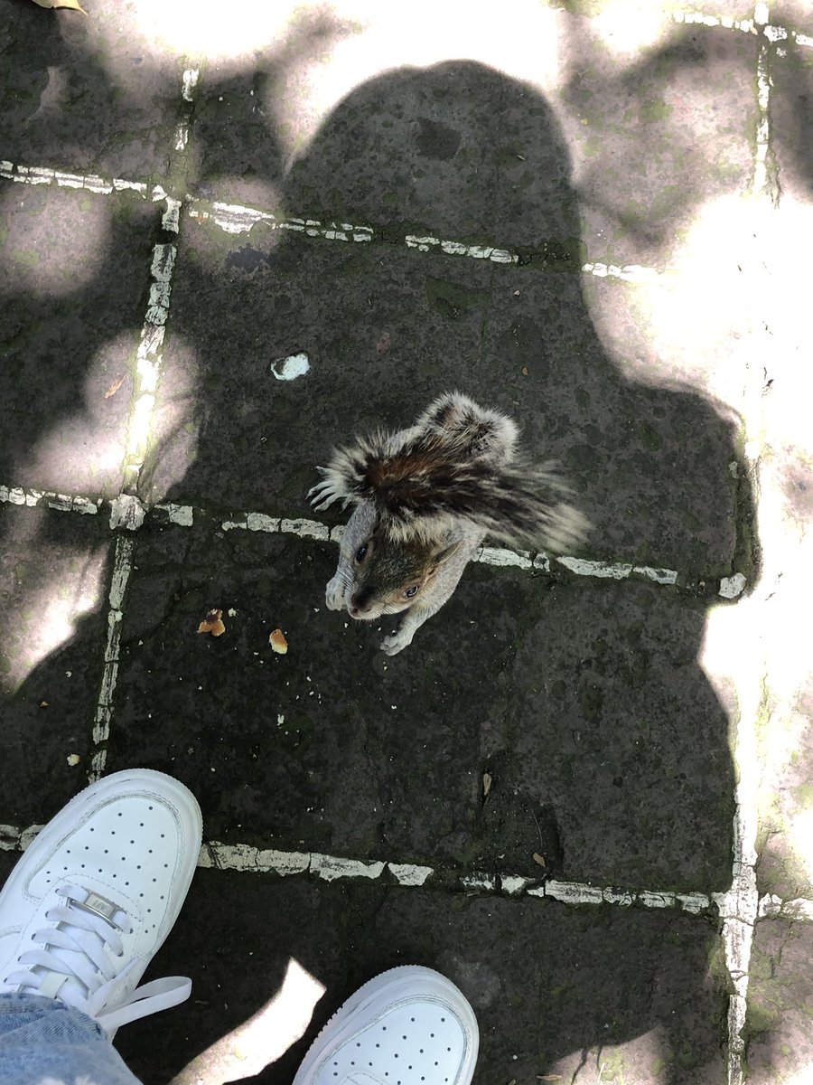 nellyordaz's tweet photo. 🐿️ https://t.co/O4tgIdnII2
