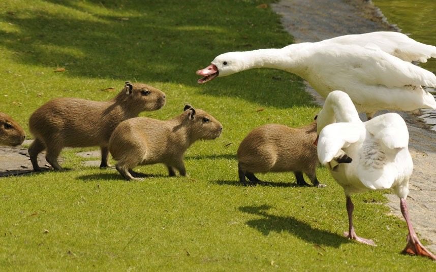 CAPYBARA_MAN's tweet photo. consequences https://t.co/KRRxavK42l