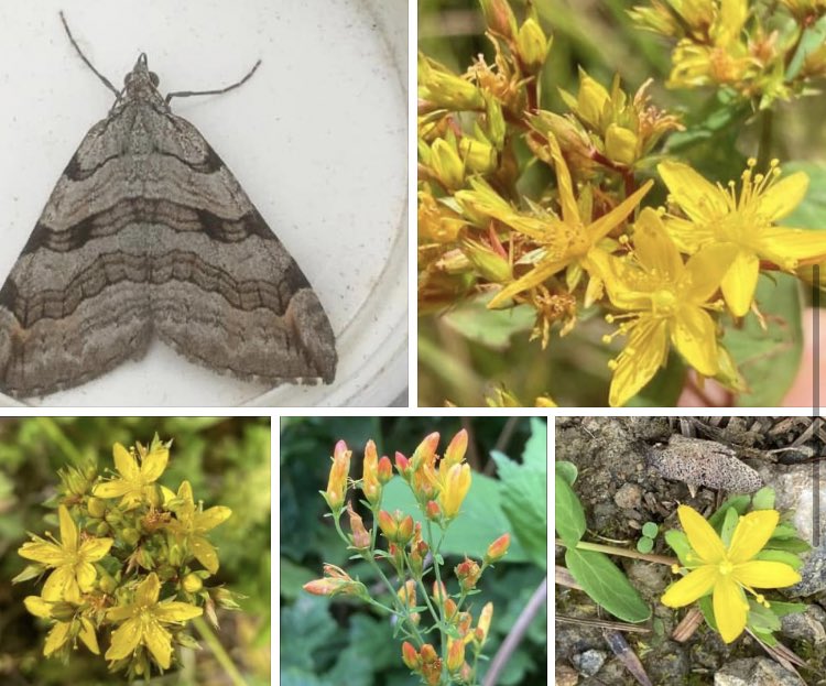 Treble-bar moth, Aplocera plagiata. Larval food plants are St. John’s-worts
