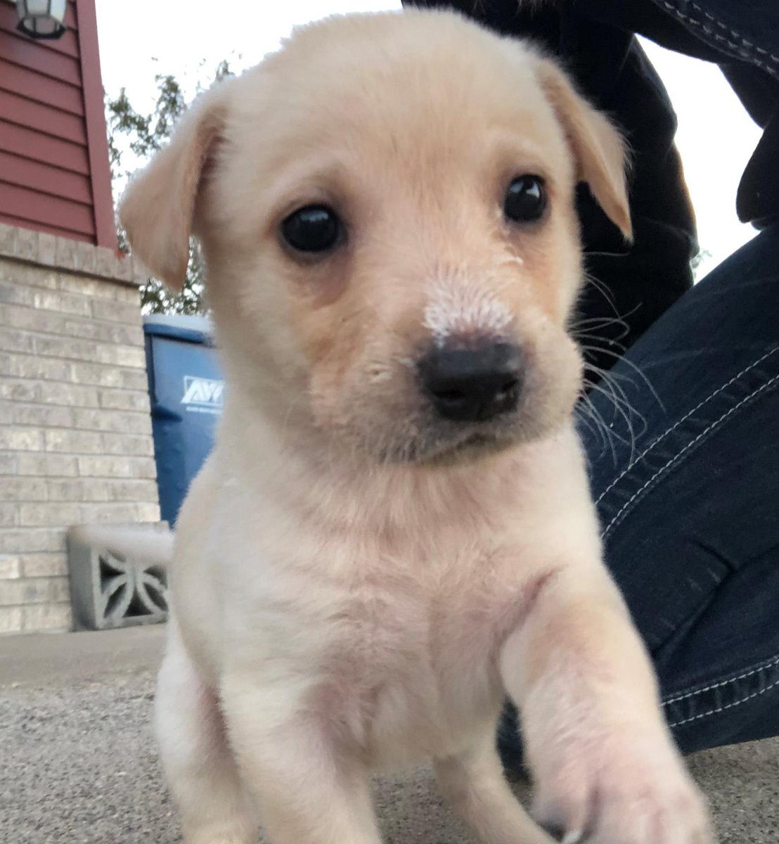 Cute Puppy - ✅
New Puppy Home - ✅
Puppy's Name - ❓

Deelia G, an Assistant Manager with Runnings in St. Cloud, is asking for help in naming her new puppy. 🐹 Which name do you like best - Tikka or Ember? 

🚨 Select Aspen Pet Carriers are 20% off at Runnings.com.