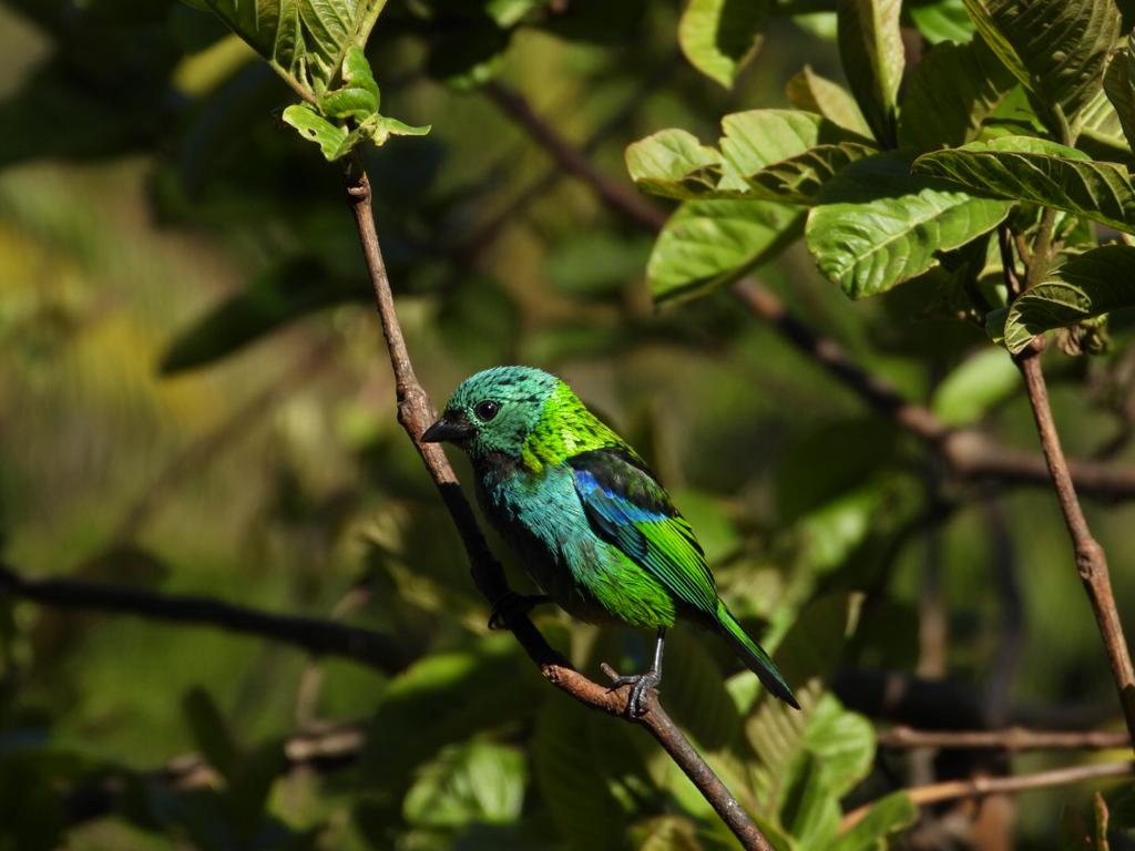 Why travelling to Brazil with Trogon Tours?
Take a look at some of the pictures our senior guide Miguel Castelino took during our current trip to the Atlantic Forest and Pantanal.
.
📸PH: Miguel Castelino
.
1️⃣Blue Dacnis
2️⃣Yacare Caiman
3️⃣Brown Jacamar
4️⃣Gren-headed Tanager