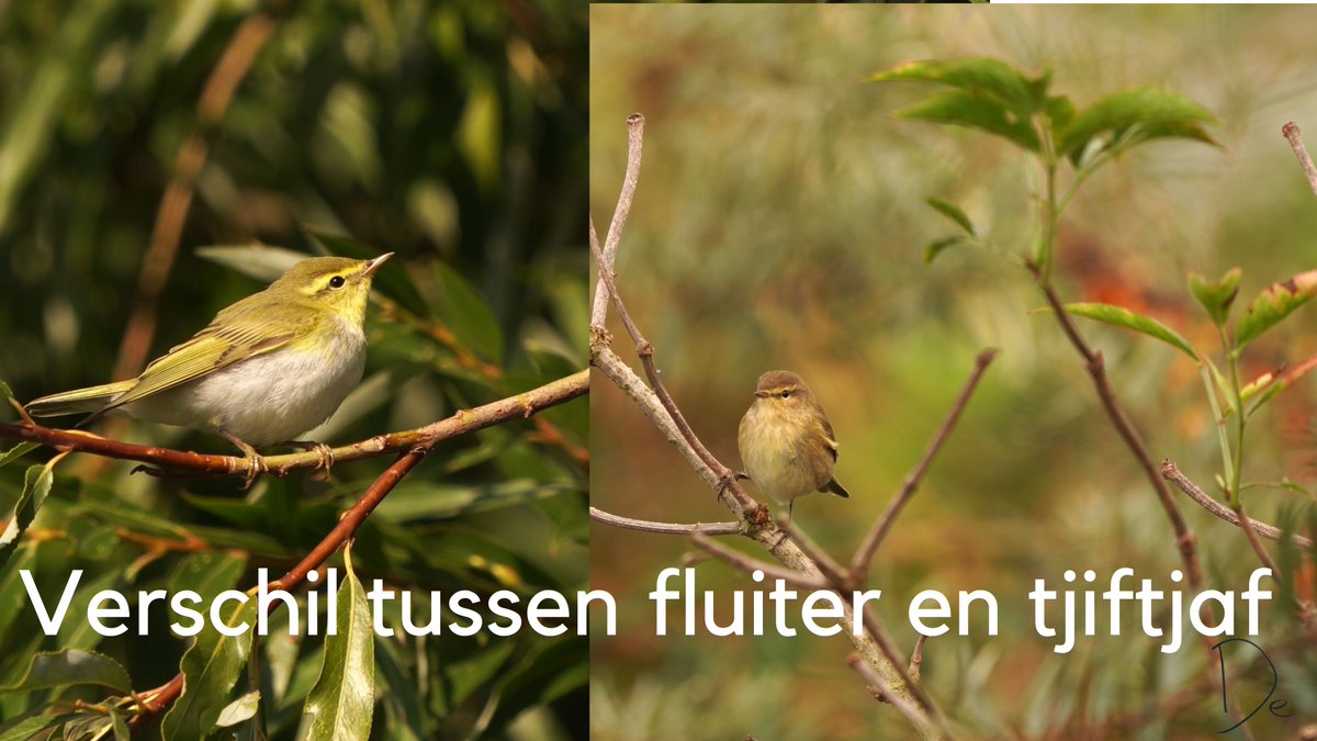 DeVisdief's tweet photo. Deze week vermoedelijk een kleine serie 'ontdek-de-verschillen' filmpjes. Vandaag het verschil tussen fluiter en tjiftjaf: https://t.co/kJ0jQcrVyg #fluiter #tjiftjaf #natuur #vogels https://t.co/7kSErJCeh4