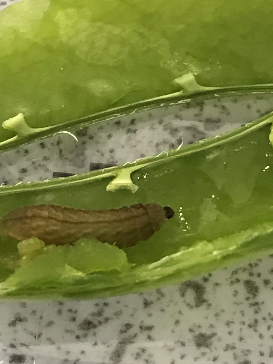 Prof Duncan Westbury tweet media