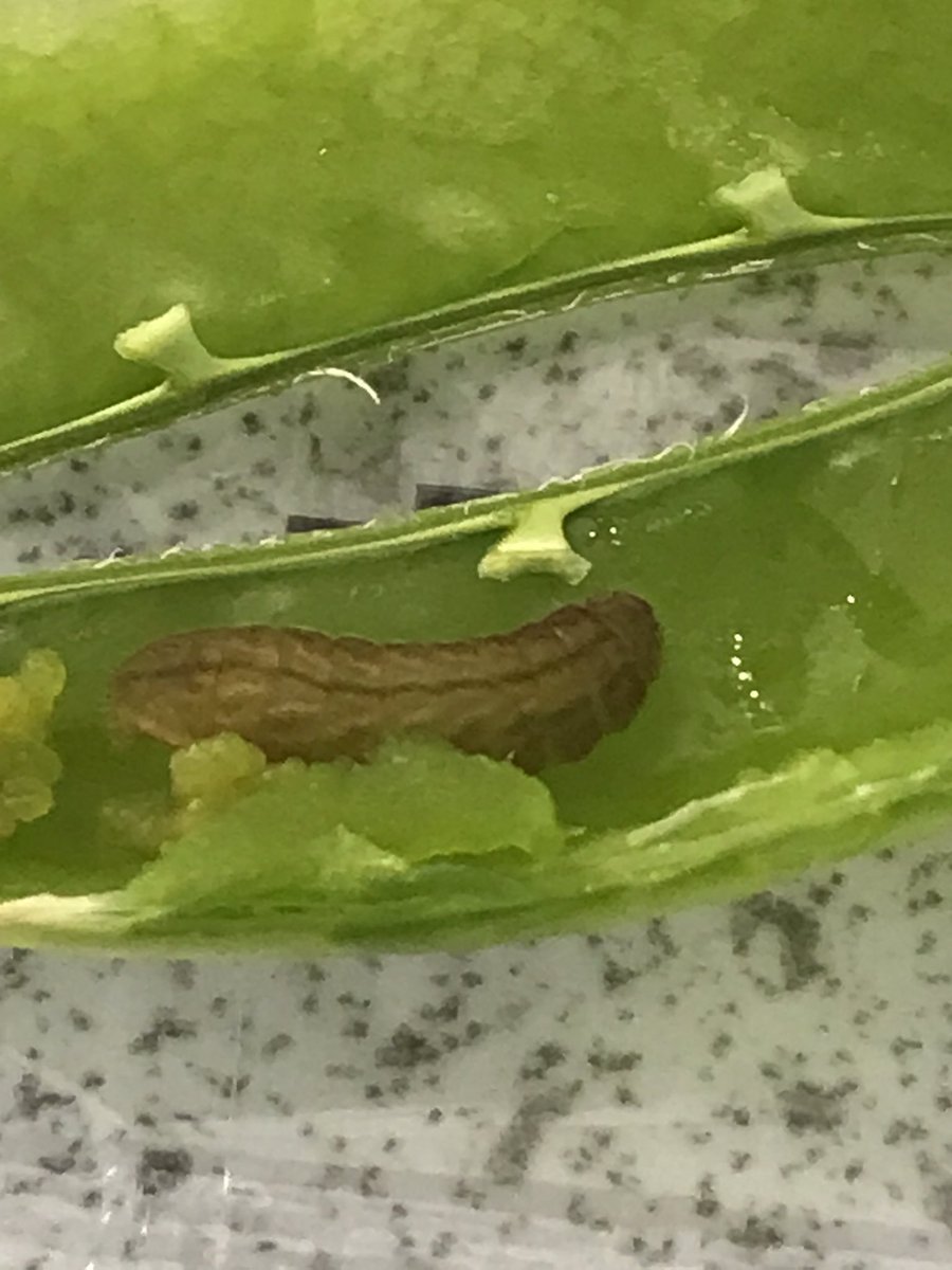 Prof Duncan Westbury tweet media