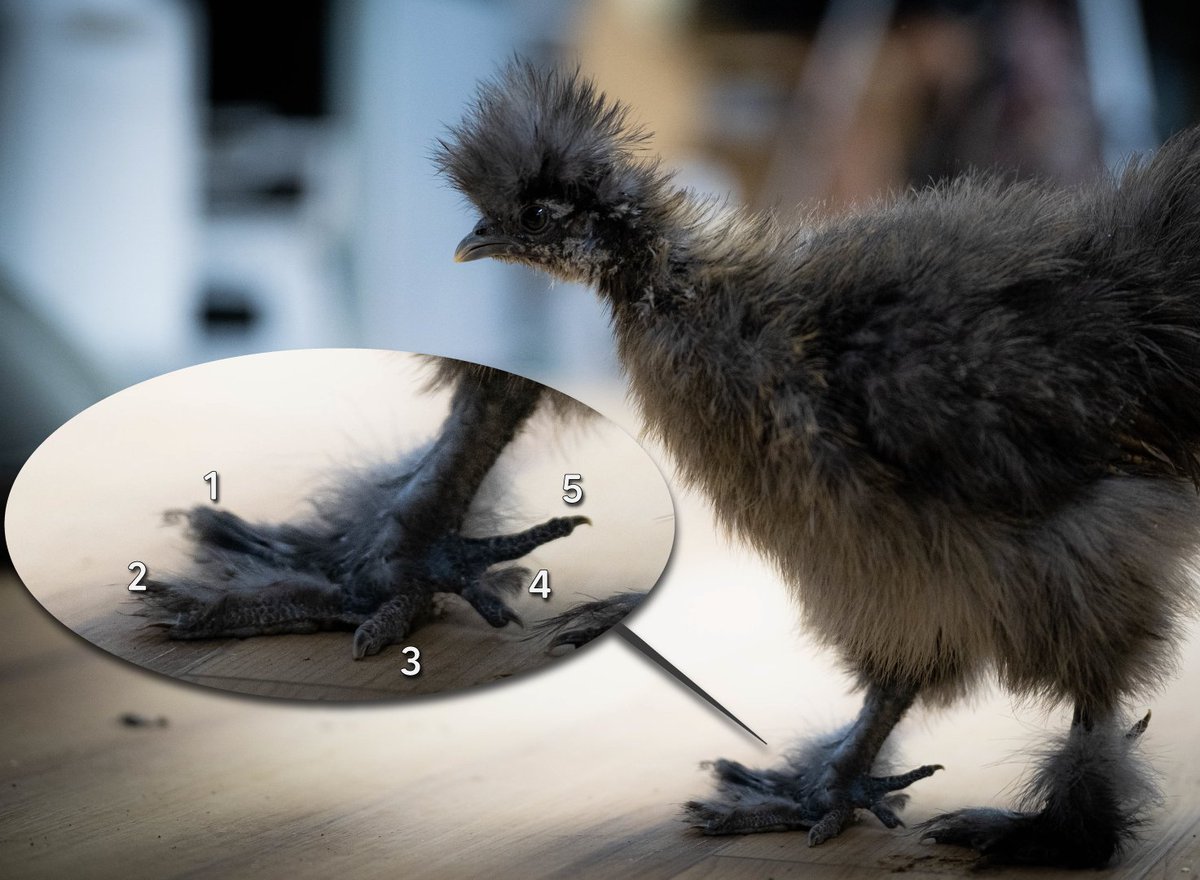AlveusSanctuary's tweet photo. Did you know? 🤔⬇ 

Silkie chickens have a unique genetic twist which gives them 5 toes per foot! Meanwhile, other chicken breeds have the typical amount of 4 toes to a foot! 🦶🐔 https://t.co/ZH7HyMQ5Rm
