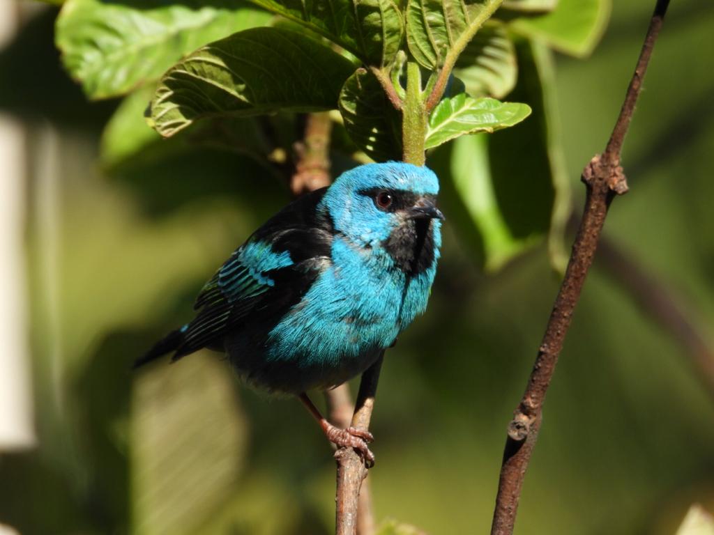 trogontours's tweet photo. Why travelling to Brazil with Trogon Tours?
Take a look at some of the pictures our senior guide Miguel Castelino took during our current trip to the Atlantic Forest and Pantanal.
.
📸PH: Miguel Castelino
.
1️⃣Blue Dacnis
2️⃣Yacare Caiman
3️⃣Brown Jacamar
4️⃣Gren-headed Tanager https://t.co/y3KrJAPBiO