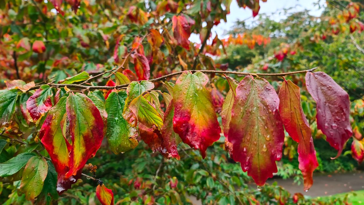 christophhowell's tweet photo. Parrotia persica (Persian ironwood). One of the finest small trees for spectacular autumn colour. https://t.co/OPOfYSlNdO